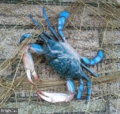 0 Stratford Cir unit VAWE2001356, Colonial Beach, VA 22443 - photo 4