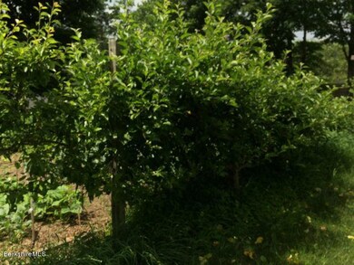 Fruit Trees