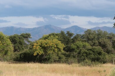 Lots of trees to look at