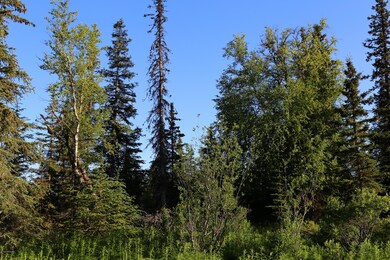 Stone River Lot 6 (8)