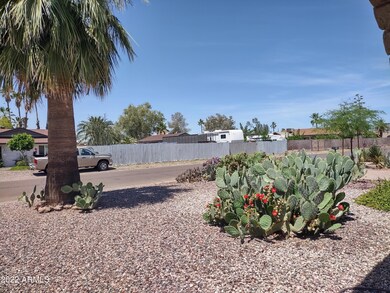 Cactus front yard