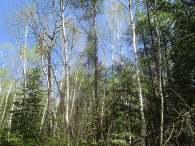 Wooded lot