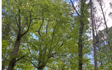 Additional View