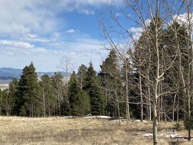 Aspen Trees