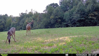 229 +-ac Cty Rd 62 Cty Rd 160 (Morgan Rd), Coleman, GA 39836 - photo 3