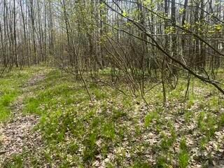 Image-5