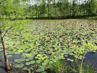 Pond Lillies