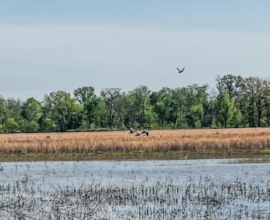 1962 acres Upper Lockhart Rd, Cord, AR 72524 - photo 2