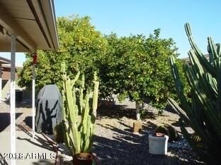 back yard 2