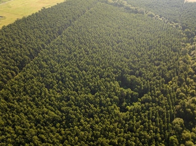 0 Edgerly Rd unit 24516946, Dequincy, LA 70633 - photo 3