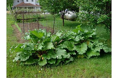 Yard/Garden.
