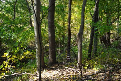 ravine