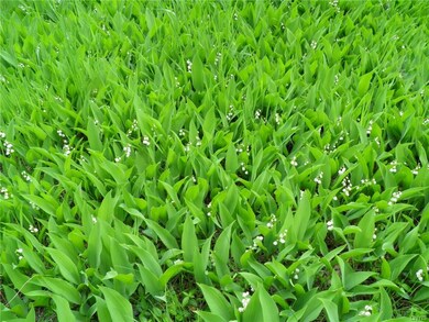 Lily of the valley