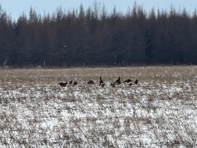 turkeys