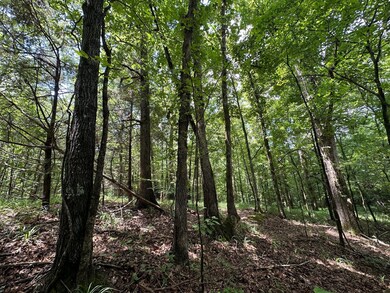 + - 58 Acres unit Holmes County MS, Lexington, MS 39095 - photo 2