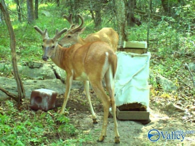 80 ACRES Upper Hurricane Rd, New Market, AL 35761 - photo 2