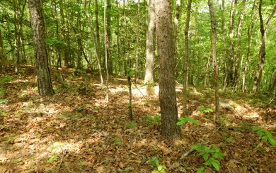 Additional View