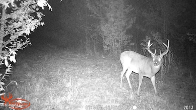 295 Posey Ln, Vaughan, MS 39179 - photo 5