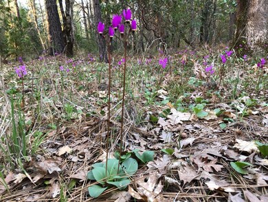 4201 New Hope Rd, Grants Pass, OR 97527 - photo 6