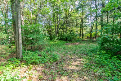 Pretty clearing in the woods