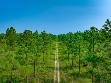 Hunting Swamp Rd, Conway, SC 29526 - photo 4