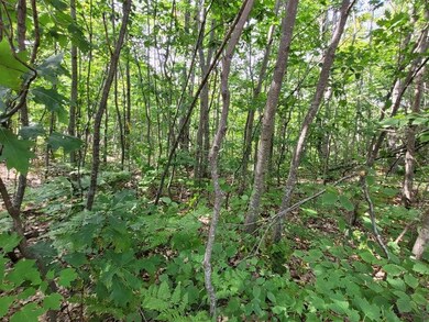 Arbor Ridge woods