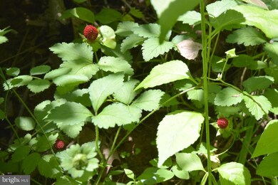 0 Ccc Rd unit VAWR142660, Linden, VA 22642 - photo 4