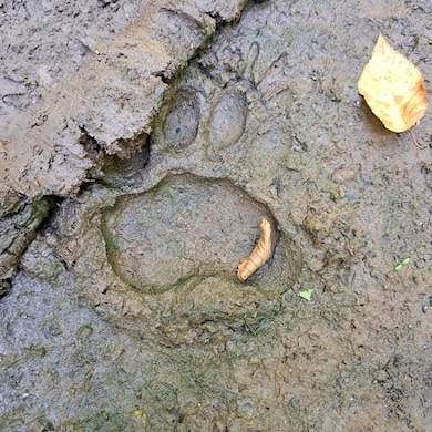 Doe Run Rd unit LotWP001, Galeton, PA 16922 - photo 6