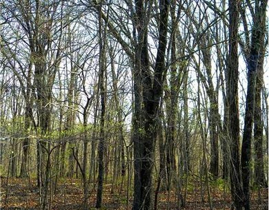 Land. Lost of room for you to use. Dogwoods and redbuds are in bloom.