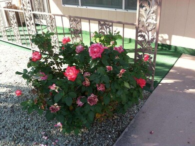 Nice Roses in front