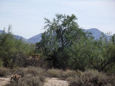 Native Ironwood Tree