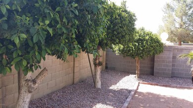 Backyard 1
