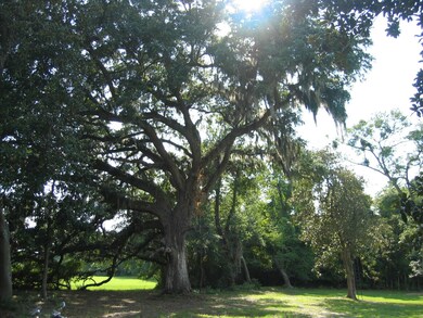 Large Live Oak