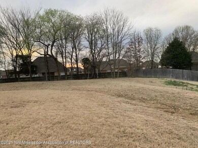beech tree backyard