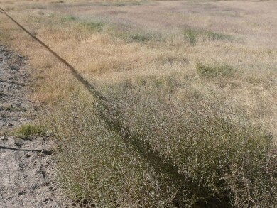 Lots of grass