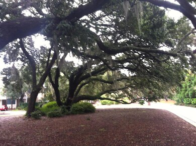 Beautiful Grand Oak at entrance