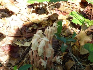 0 Swirl Ln unit 287251, Crawfordville, FL 32327 - photo 5