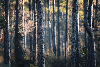 0 N County Line Rd, Sylvester, GA 31791 - photo 6