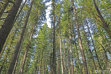 20825 Old Mill Rd SW, Vashon, WA 98070 - photo 6