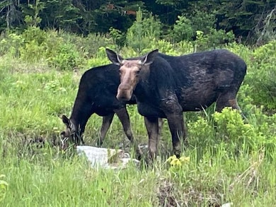 Wildlife