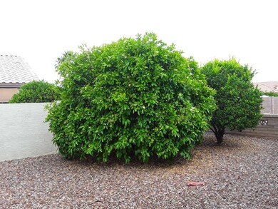Rundell Trees
