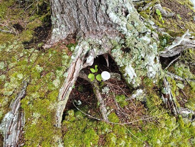 114 E Shore Rd, Benedicta Township, ME 04733 - photo 7