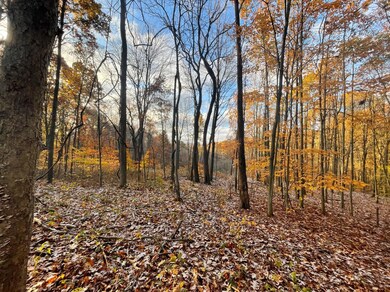 Woods 1