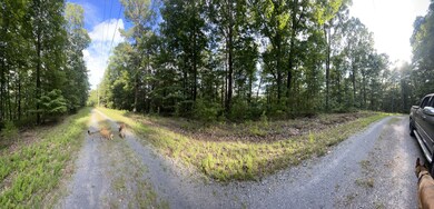 1063 Mayfield Ln NE, Ranger, GA 30734 - photo 4