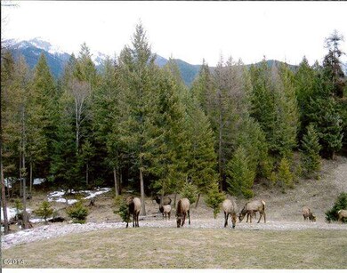 Elk