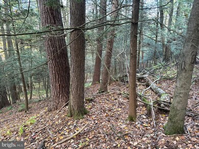 1158 Laurel Grove Rd, New Bloomfield, PA 17068 - photo 5