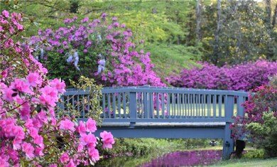 Spring time Azalea blooms