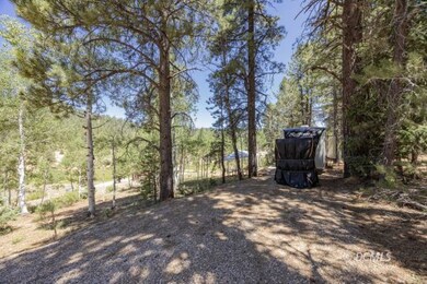 Ponderosa Pine Trees