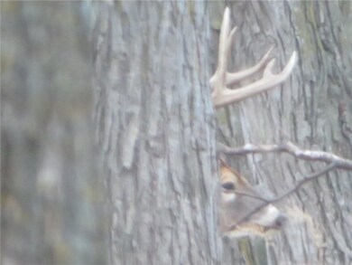 Did I mention the wildlife! Deer, Turkeys, and Phe