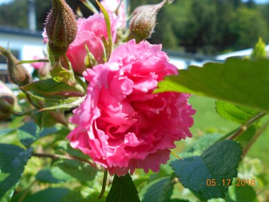 Flowring Shrubs